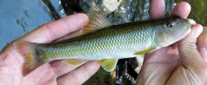 River Chub