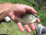 Bluegill