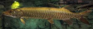 Muskellunge