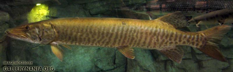 Muskellunge