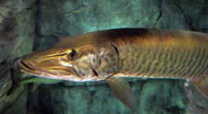 Muskellunge