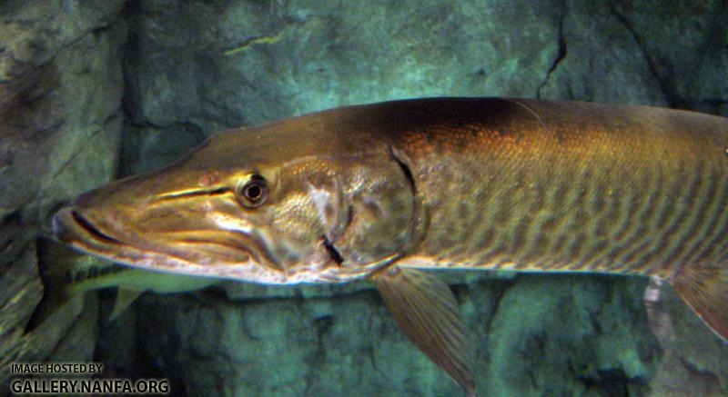 Muskellunge