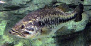 Micropterus salmoides floridanus