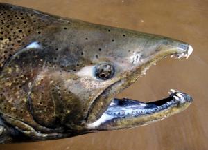 Oncorhynchus tshawytscha