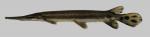 Lepisosteus platostomus Shortnose Gar 1500