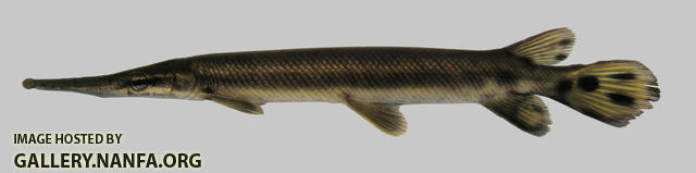 Lepisosteus platostomus Shortnose Gar 1500