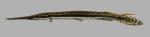 Lepisosteus osseus Longnose Gar 1500