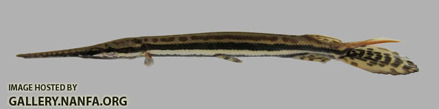 Lepisosteus osseus Longnose Gar 1500