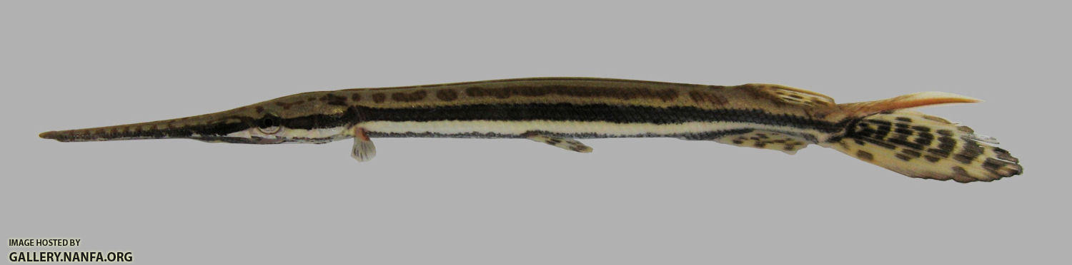 Lepisosteus osseus Longnose Gar 1500