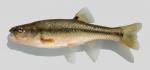 Semotilus atromaculatus  Creek Chub 2000