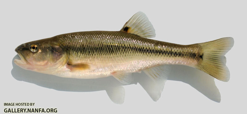 Semotilus atromaculatus  Creek Chub 2000