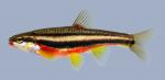 Family Cyprinidae (Minnows) 