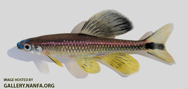 Pteronotropis welaka Bluenose Shiner 2000