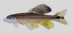 Pteronotropis welaka Bluenose Shiner 2000