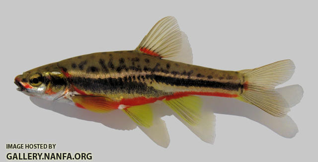 Chrosomus oreas Mountain Redbelly Dace