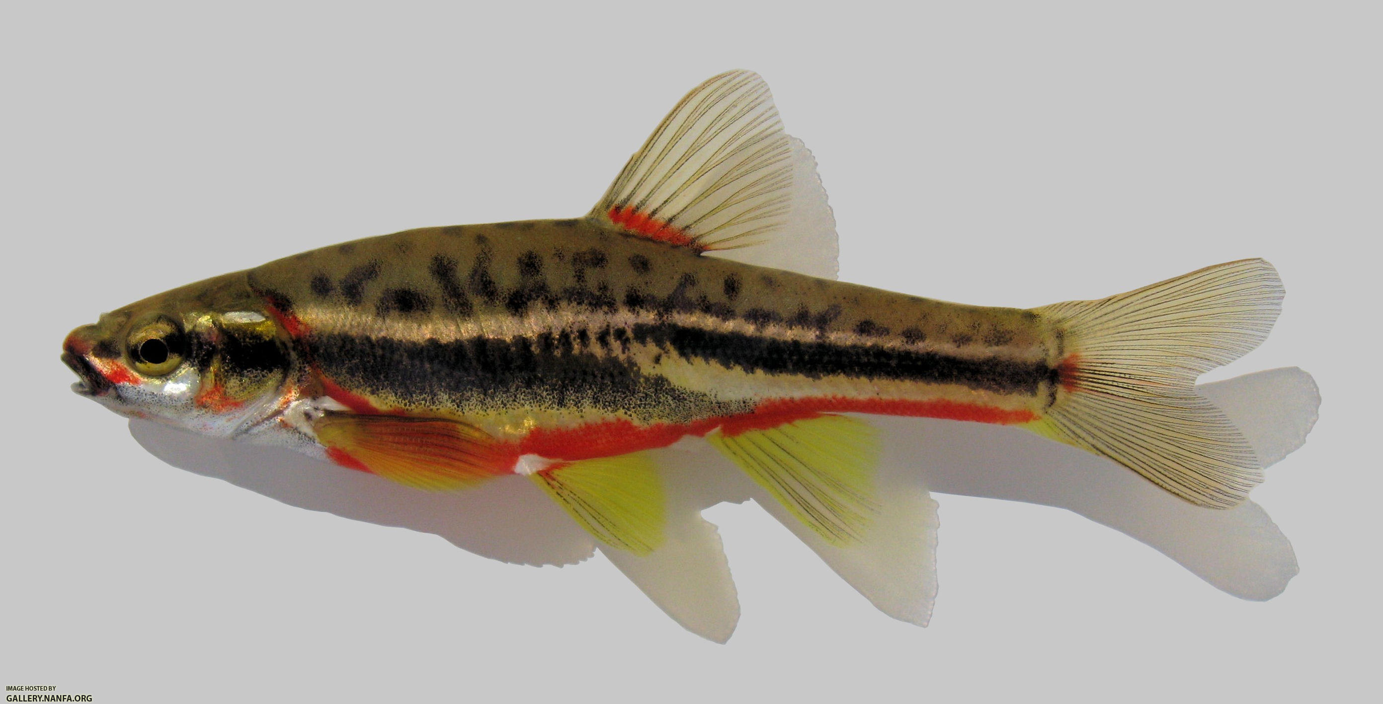 Chrosomus oreas Mountain Redbelly Dace