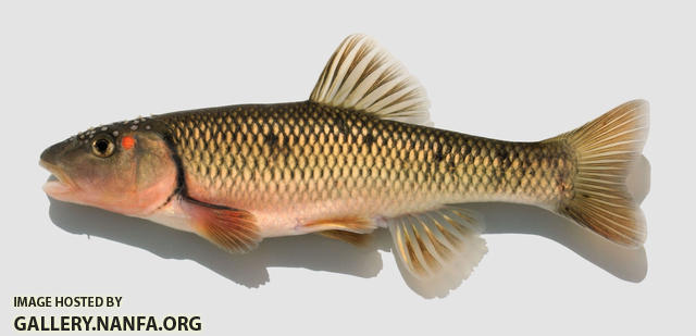 Nocomis biguttatus Hornyhead Chub