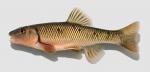 Nocomis biguttatus Hornyhead Chub