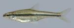 Notropis