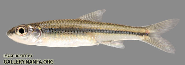 Hybopsis amblops  Bigeye Chub 2500