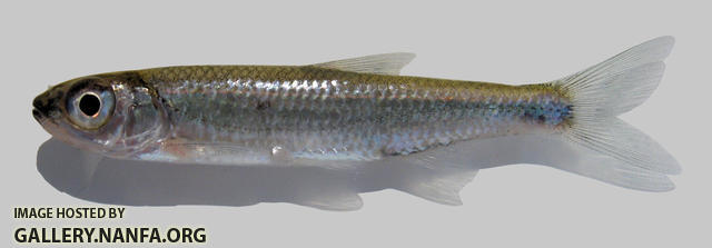 Notropis ariommus Popeye Shiner 2000