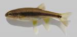 Semotilus thoreauianus  Dixie Chub 1000