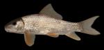 Moxostoma anisurum Silver Redhorse 2000