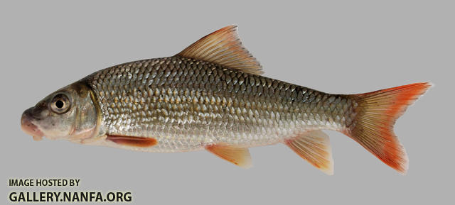 Moxostoma carinatum River Redhorse 2000