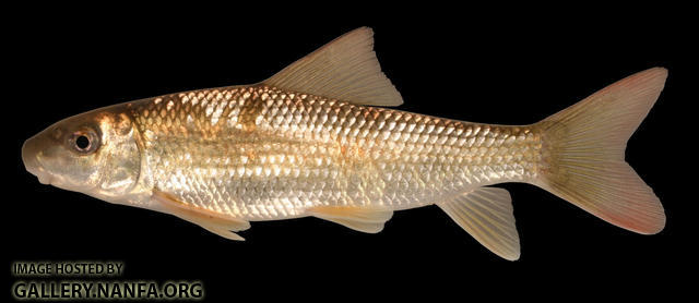 Moxostoma erythrurum Golden Redhorse 2000