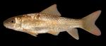 Moxostoma erythrurum Golden Redhorse 2000