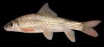 Moxostoma macrolepidotum  Shorthead Redhorse 2000