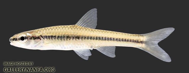 Notropis heterolepis Blacknose Shiner