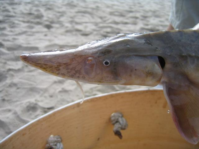 shovelnose sturgeon 1