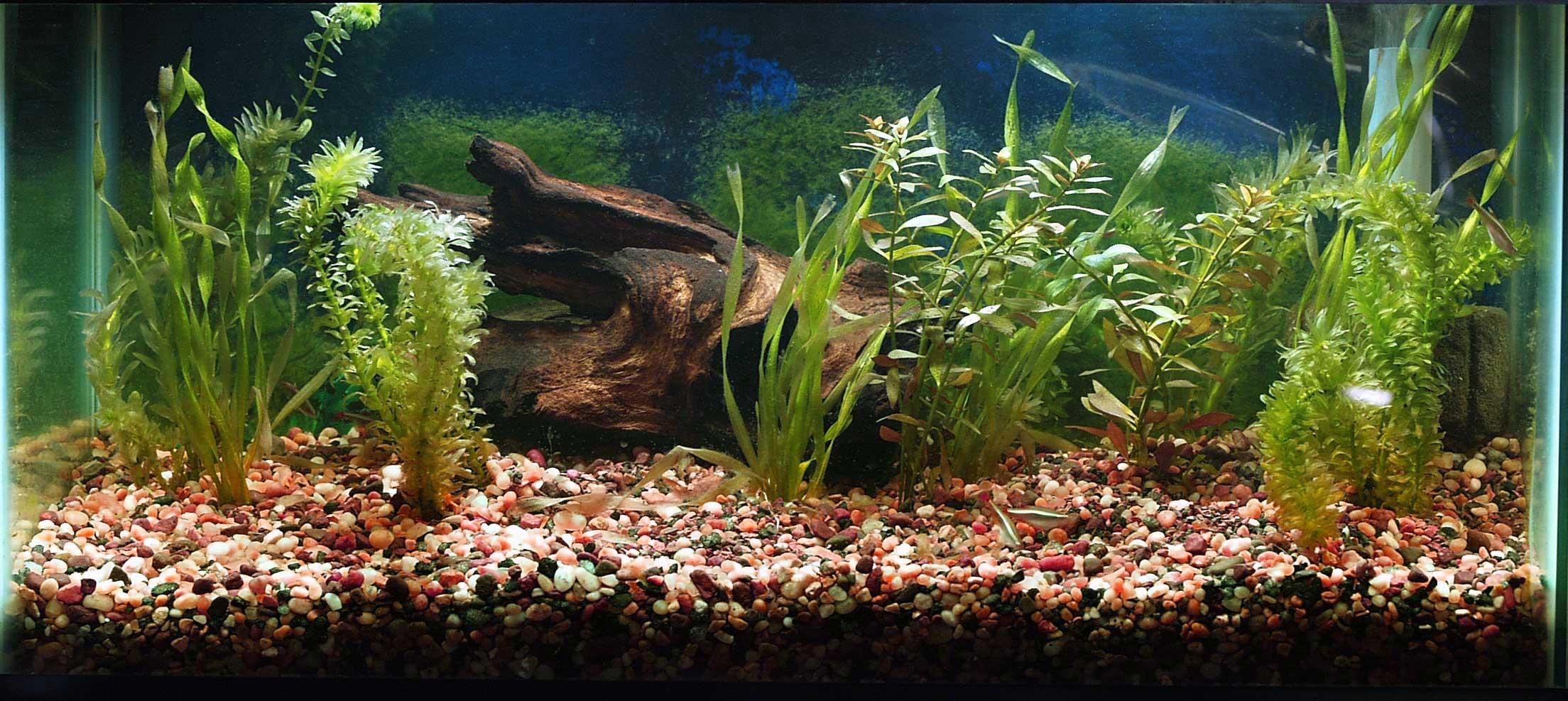The Planted 15 long