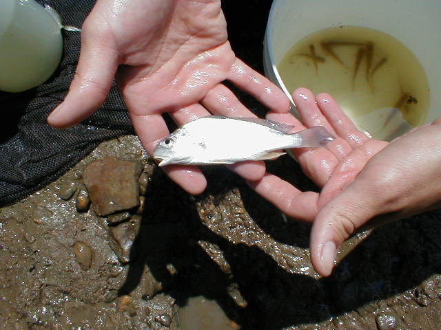 freshwater-drum.jpg