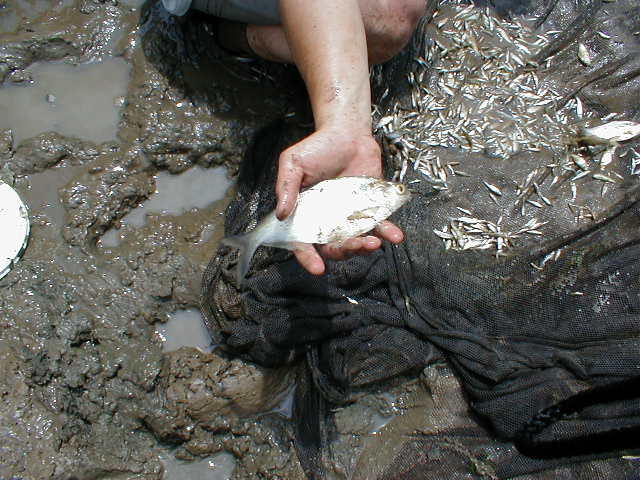 gizzard-shad.jpg