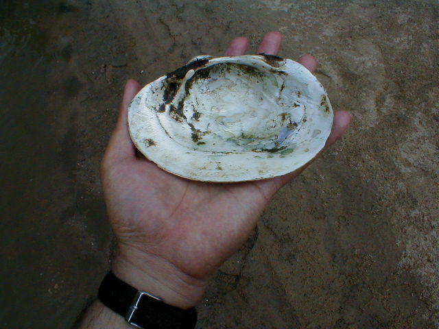 mussel-shell3.jpg