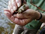 softshell-turtle.jpg