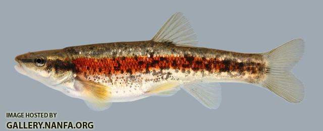 Rhinichthys atratulus  Blacknose Dace 2000