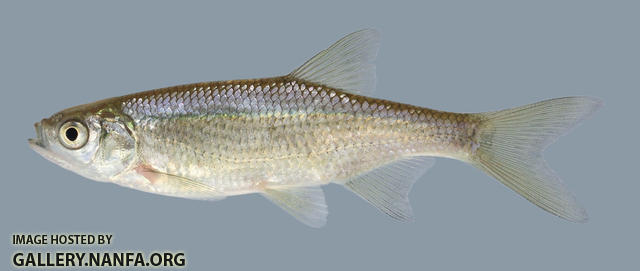 Notemigonus crysoleucas Golden Shiner 2000