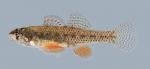 Etheostoma microperca Least Darter 2000