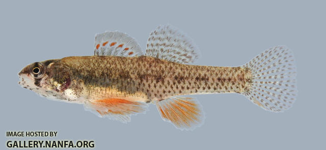 Etheostoma microperca Least Darter 2000