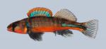 Etheostoma