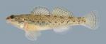 Etheostoma nigrum  Johnny Darter 2000