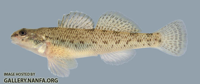 Etheostoma nigrum  Johnny Darter 2000