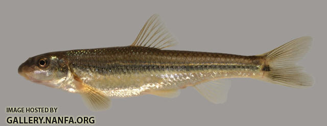 Phenacobius mirabilis Suckermouth Minnow 2000