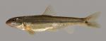 Phenacobius mirabilis Suckermouth Minnow 2000