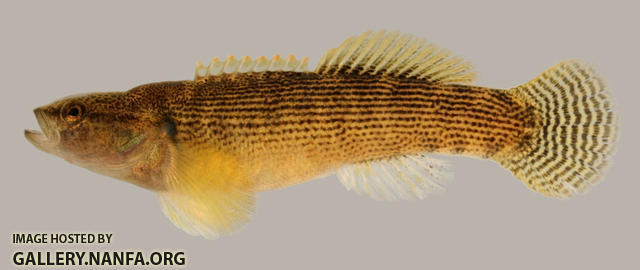 Etheostoma flabellare  Fantail Darter 2000