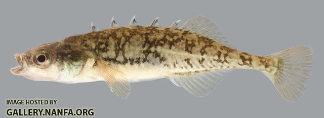 Culaea inconstans  Brook Stickleback 2000