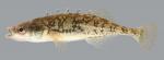 Family Gasterosteidae (Sticklebacks) 